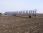 Борона